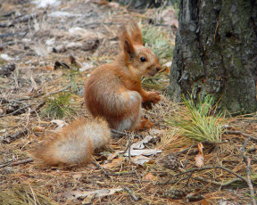 Картинка животные белки