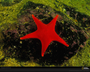 Картинка животные морские звёзды