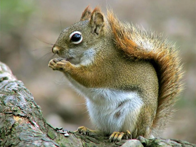 Обои картинки фото животные, белки