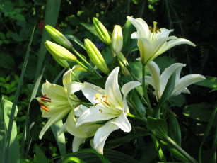 Картинка цветы лилии лилейники