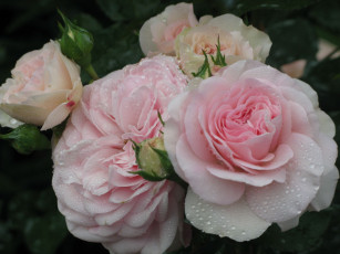 Картинка цветы розы