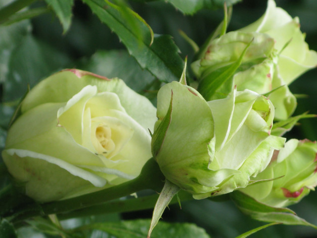 Обои картинки фото цветы, розы