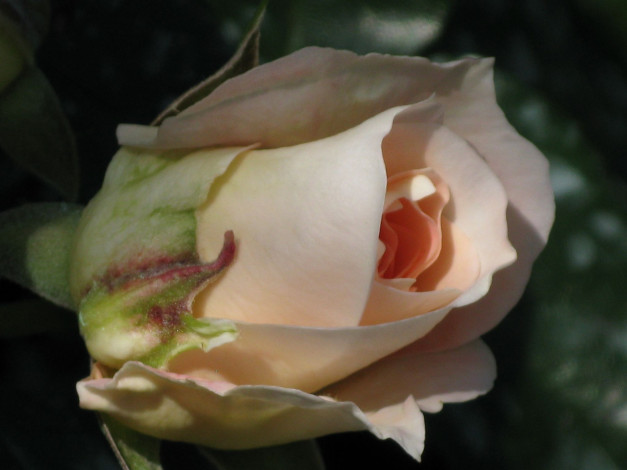 Обои картинки фото цветы, розы