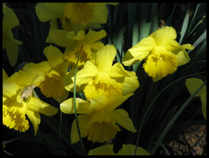 Картинка цветы нарциссы