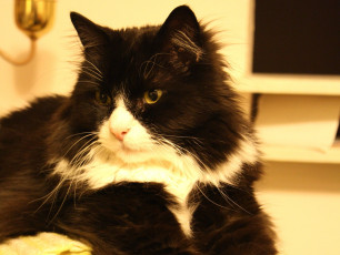 Картинка животные коты пушистый кот