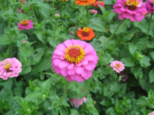 Картинка циния цветы цинния