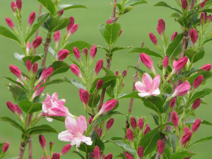 Картинка цветы цветущие деревья кустарники