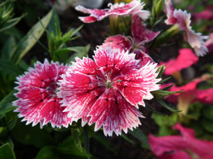 Картинка цветы гвоздики