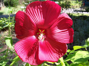 Картинка цветы лаватера