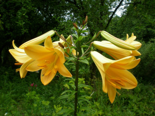 Картинка цветы лилии лилейники