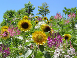 Картинка цветы разные вместе