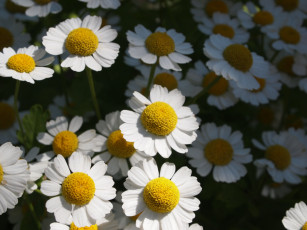 Картинка цветы ромашки