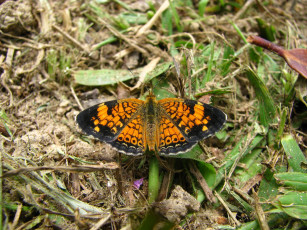 Картинка животные бабочки трава