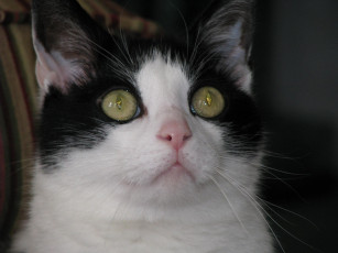 Картинка животные коты взгляд