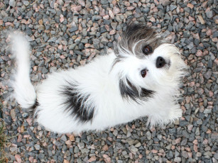 Картинка животные собаки лохматый пес