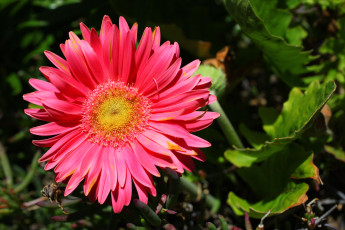 Картинка цветы герберы