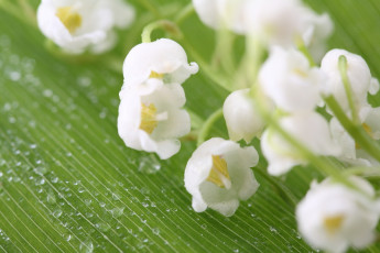 Картинка цветы ландыши макро