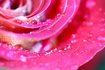 Картинка цветы розы макро