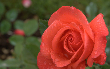 Картинка цветы розы