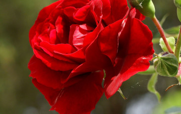 Картинка цветы розы