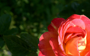 Картинка цветы розы