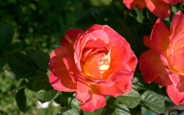 Картинка цветы розы