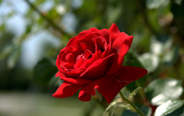 Картинка цветы розы