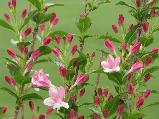 Обои картинки фото цветы, цветущие, деревья, кустарники