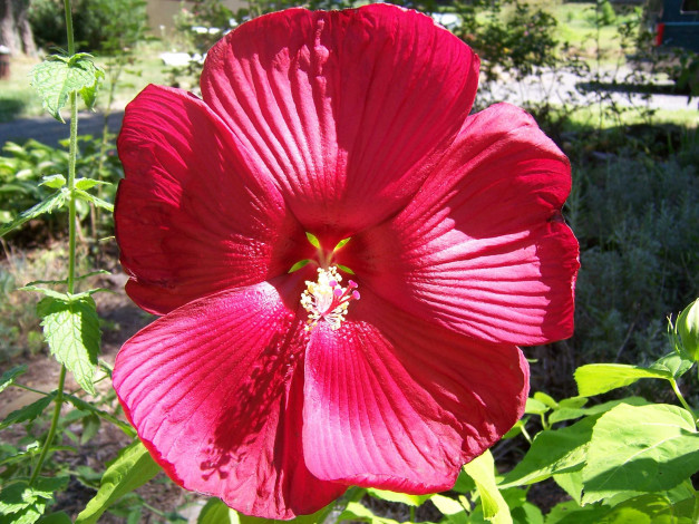 Обои картинки фото цветы, лаватера