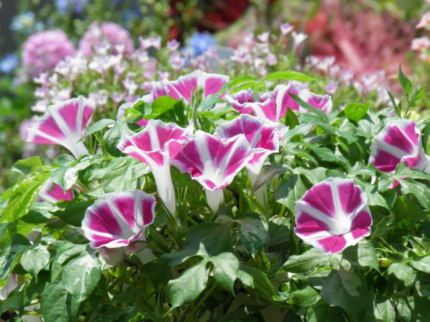 Обои картинки фото цветы, петунии, калибрахоа