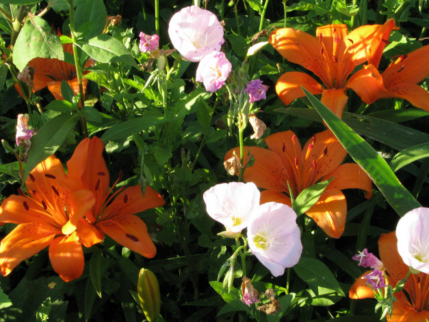 Обои картинки фото цветы, разные, вместе, лилия