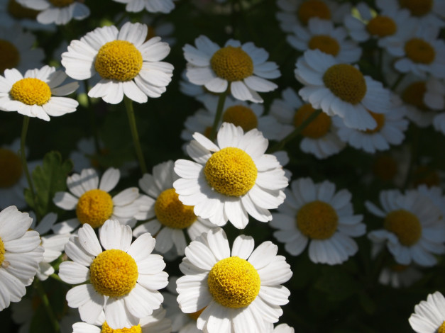 Обои картинки фото цветы, ромашки