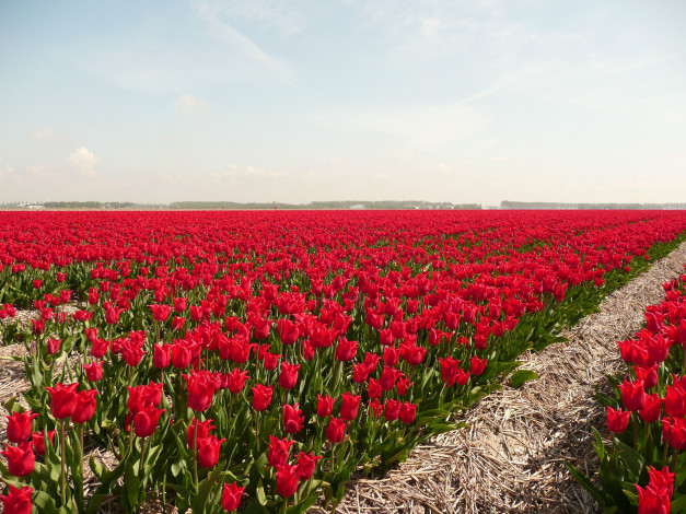 Обои картинки фото цветы, тюльпаны