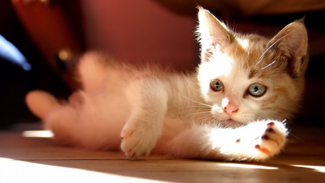 Обои картинки фото животные, коты, котёнок