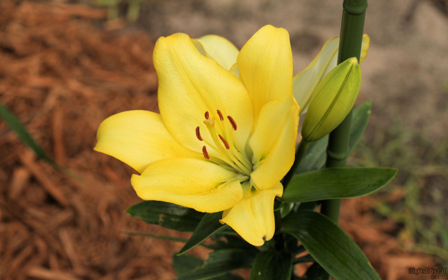 Обои картинки фото цветы, лилии, лилейники