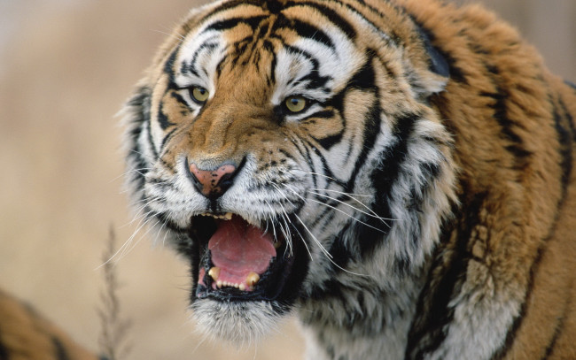 Обои картинки фото животные, тигры, тигр