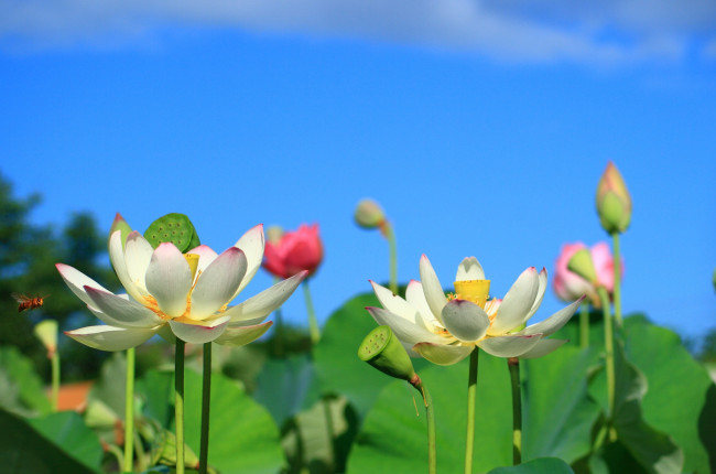 Обои картинки фото цветы, лотосы