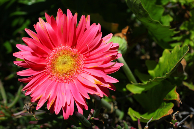 Обои картинки фото цветы, герберы