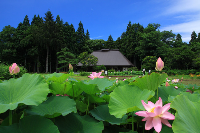 Обои картинки фото цветы, лотосы
