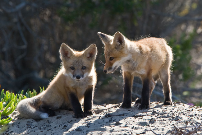 Обои картинки фото животные, лисы, лисята, детёныши