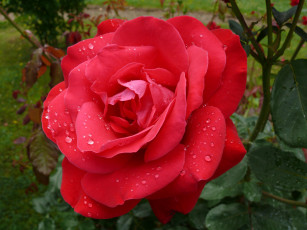 Картинка цветы розы роза