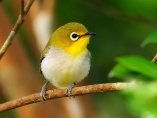 Картинка животные белоглазки ветка птица