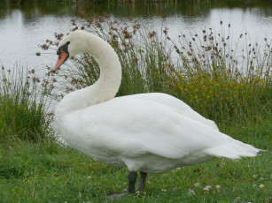 Картинка животные лебеди гусь
