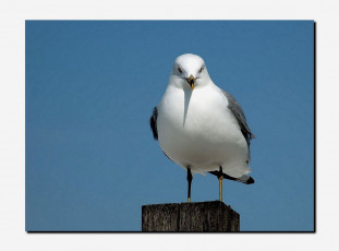 Картинка животные Чайки бакланы крачки чайка