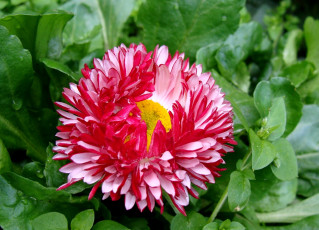 Картинка цветы маргаритки красный бахрома