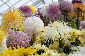 Картинка цветы хризантемы шары осенний лепестки