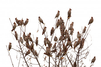 Картинка животные свиристели ветки много стая
