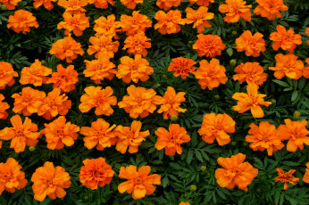 Картинка цветы бархатцы желтый красный