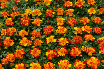 Картинка цветы бархатцы желтый красный
