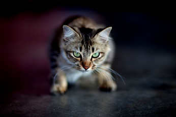 Картинка животные коты взгляд